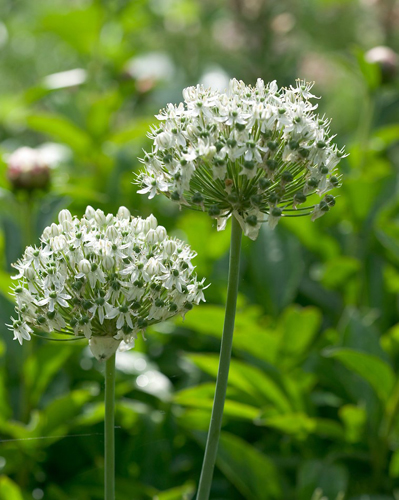 Allium nigrum.jpg